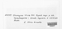 Uromyces viciae-fabae image